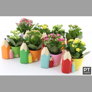 ARR KALANCHOE