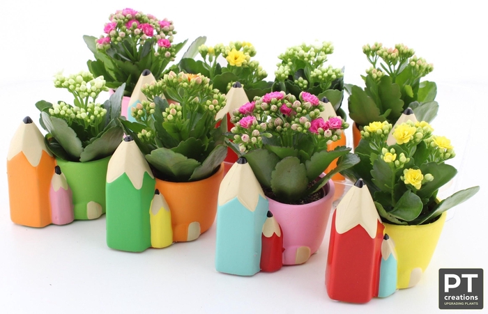 <h4>ARR KALANCHOE</h4>