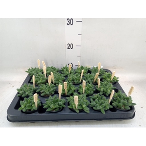 Delosperma echinatum