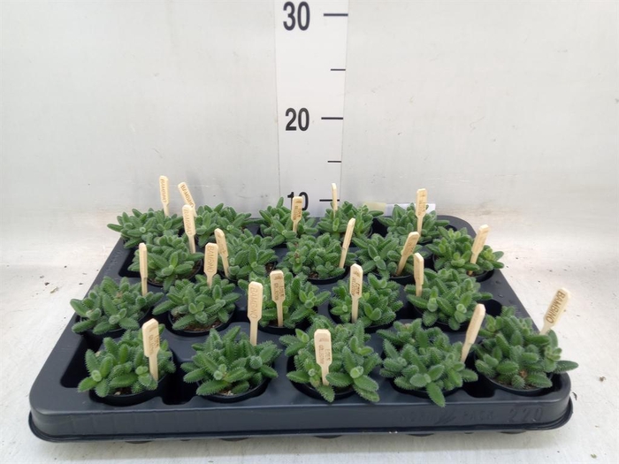 <h4>Delosperma echinatum</h4>