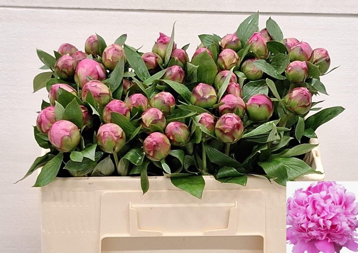 <h4>PAEO L ALEX FLEMING</h4>