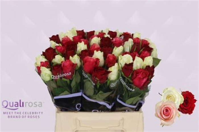 <h4>R Gr Mix Elegance Classic</h4>