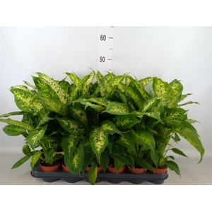 Dieffenbachia  'Compacta'