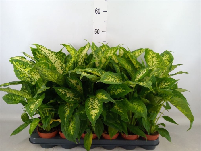 <h4>Dieffenbachia  'Compacta'</h4>