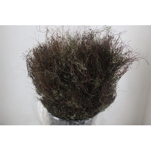 Thym Falso 400gr P Bunch