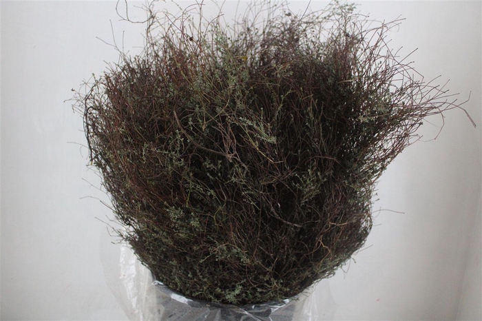 <h4>Thym Falso 400gr P Bunch</h4>