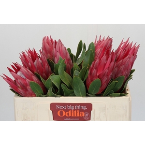 PROTEA CY MADIBA
