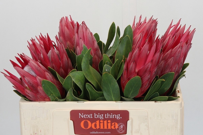 <h4>PROTEA CY MADIBA</h4>