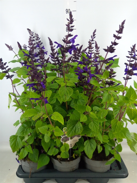 <h4>Salvia  'Salgoon Lake Onega Impr.'</h4>