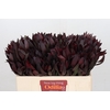 Leucadendron Saf Sunset Dark R.