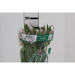 ALSTROEMERIA DUBAI 080 CM