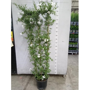 Solanum jasminoides