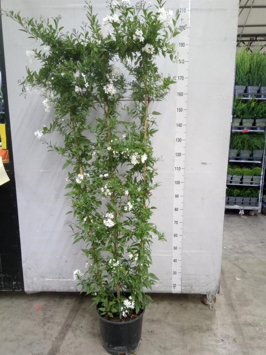 <h4>Solanum jasminoides</h4>