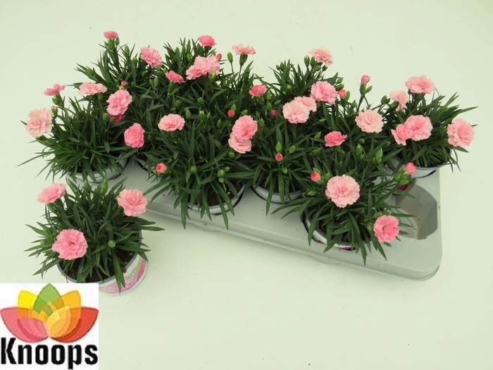 <h4>DIAN I LOVE U</h4>