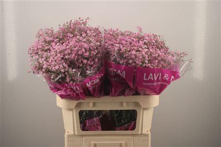 <h4>Gyps Pa My Pink</h4>