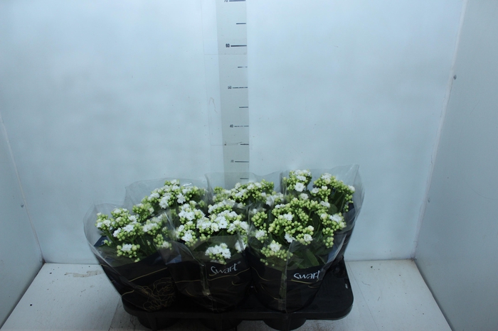 <h4>KAL. DOBRADO P15 BRANCO</h4>