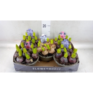 Hyacinthus orie.   ...mix