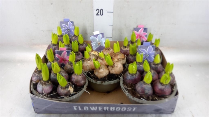 <h4>Hyacinthus orie.   ...mix</h4>