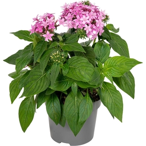 Pentas lanceolata ''Graffiti Ultra Violet''