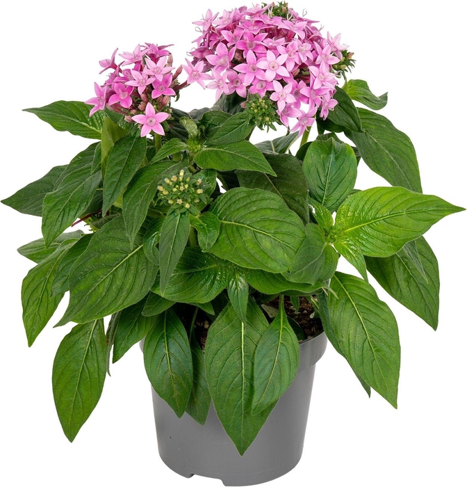 <h4>Pentas lanceolata ''Graffiti Ultra Violet''</h4>