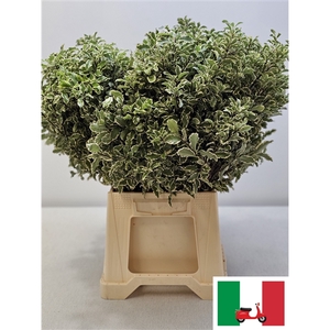 PITTOSPORUM PB SILVER QUEEN