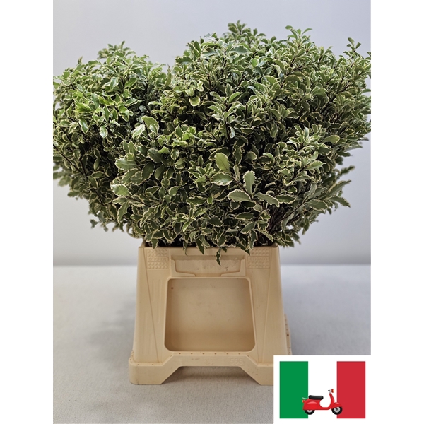 <h4>PITTOSPORUM PB SILVER QUEEN</h4>