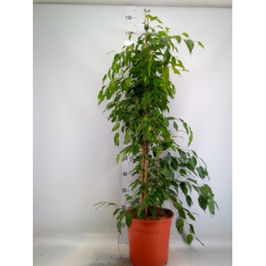 Ficus benja. 'Exotica'