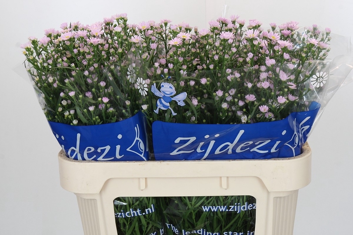 <h4>Aster Claudia</h4>