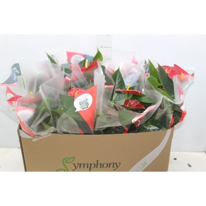 ANTHURIUM RED SUCCESS P15