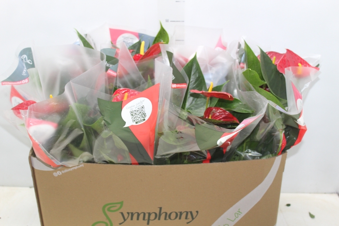 <h4>ANTHURIUM RED SUCCESS P15</h4>