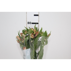 ALSTROEMERIA DIRTY DANCING 080 CM