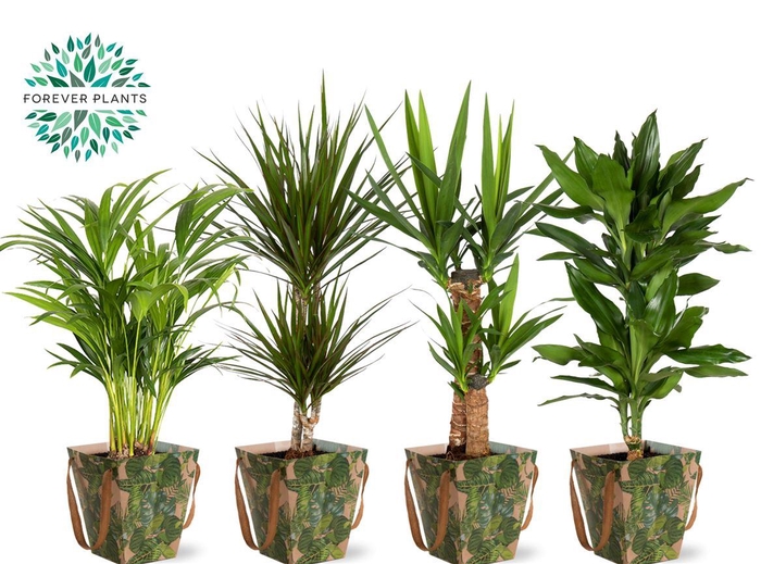 <h4>Ov Kamerplanten Gemengd Tas Green Jewels</h4>