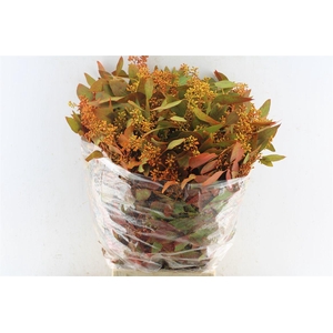 Euca Populus Berry Deluxe 300 Gram