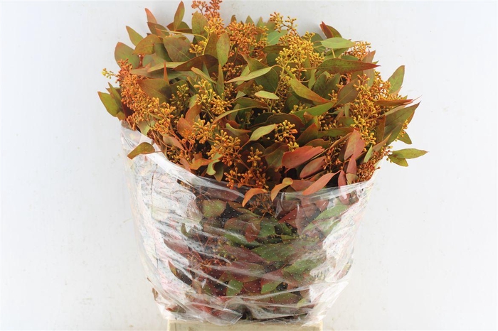 <h4>Euca Populus Berry Deluxe 300 Gram</h4>