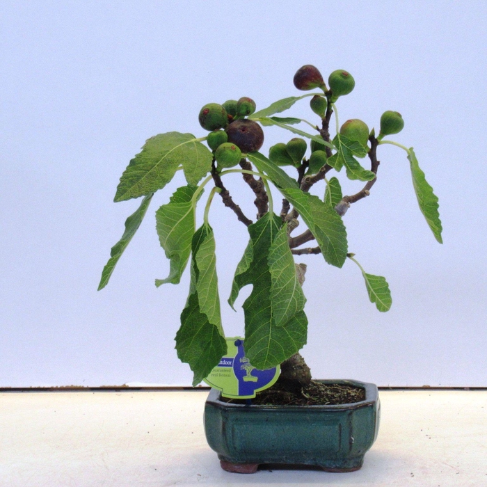 <h4>ficus carica</h4>