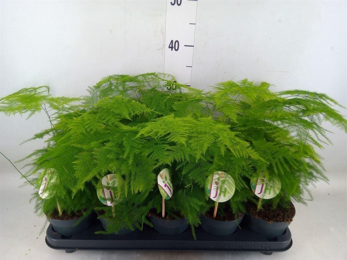 <h4>Asparagus setaceus</h4>