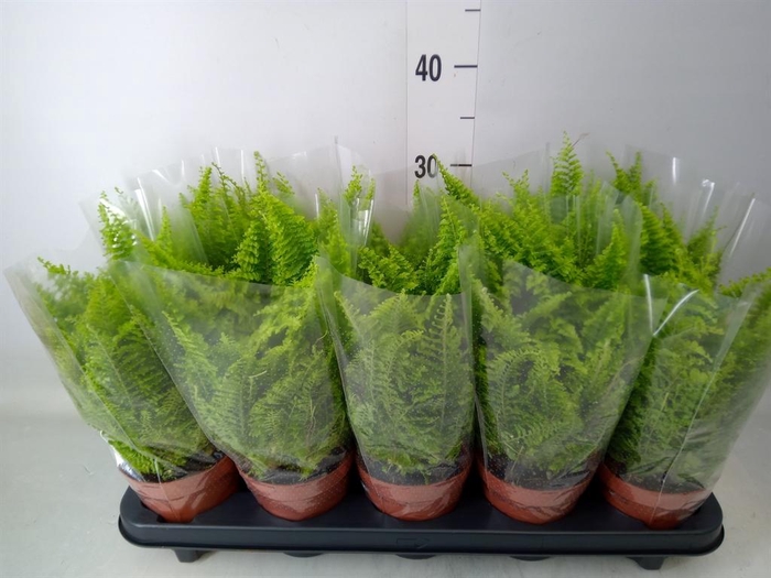 <h4>Nephrolepis exal. 'Vitale'</h4>