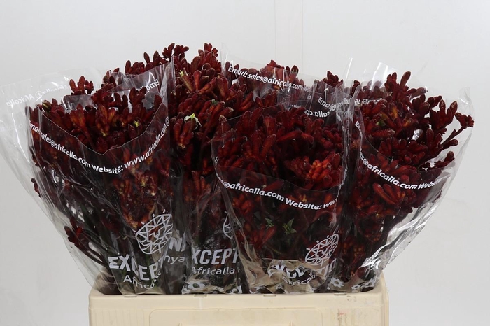 <h4>Anigozanthos Early Spring</h4>