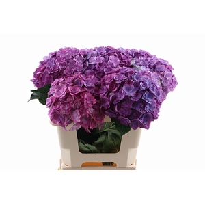 Hydr Anastasia 50 cm Vicini