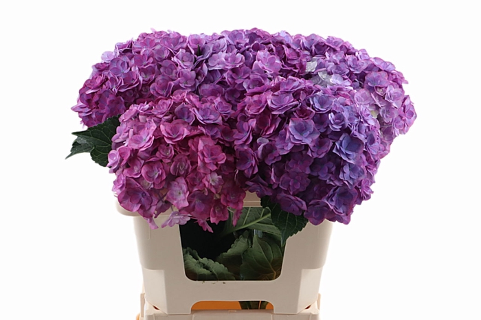 <h4>Hydr Anastasia 50 cm Vicini</h4>