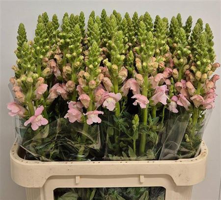 <h4>Antir Avignon Pink</h4>