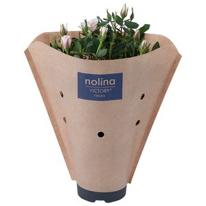 Nolina Roses Ø 10,5 cm. Piia Paper sleeve