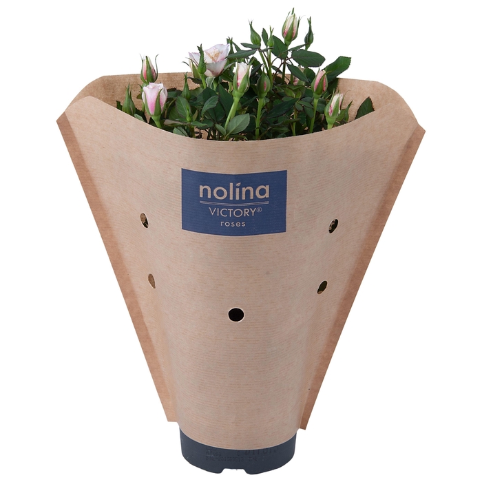 <h4>Nolina Roses Ø 10,5 cm. Piia Paper sleeve</h4>