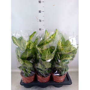 Dieffenbachia  'Mars'