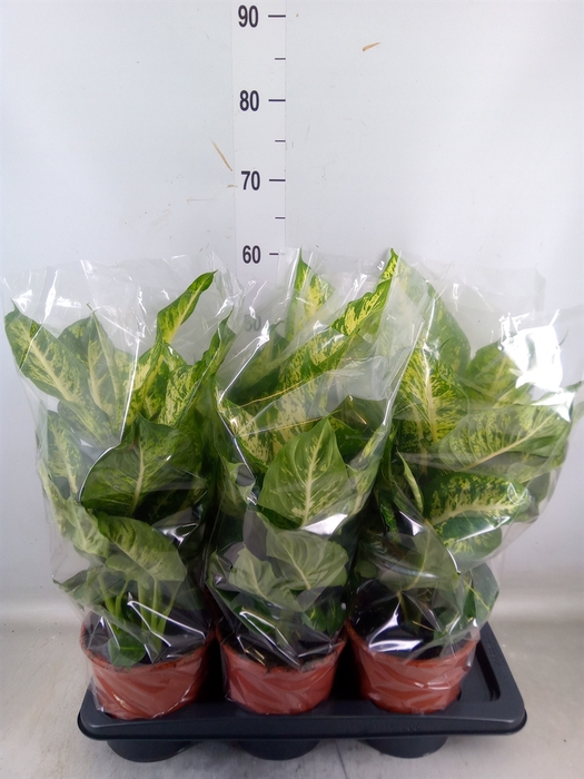 <h4>Dieffenbachia  'Mars'</h4>