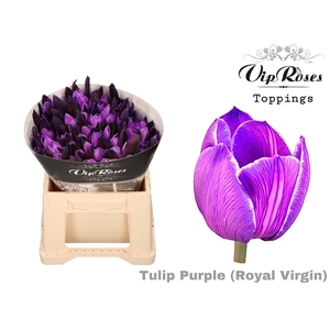 TU EN RV PURPLE