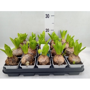 Hyacinthus orie. 'Pearl White'