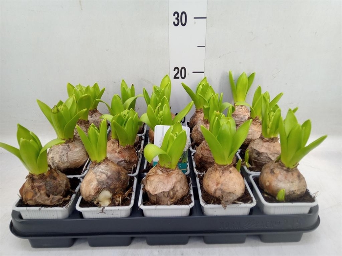 <h4>Hyacinthus orie. 'Pearl White'</h4>