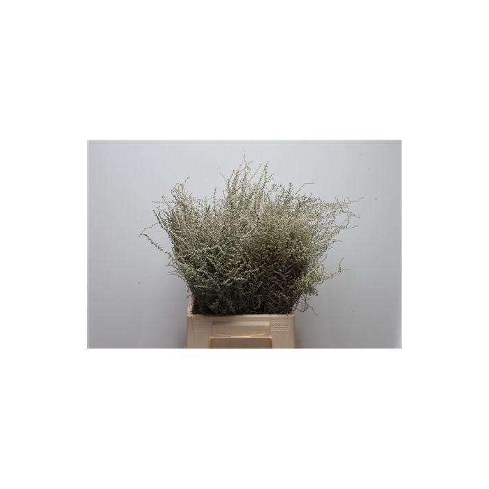 <h4>Kaaps Stoebe</h4>