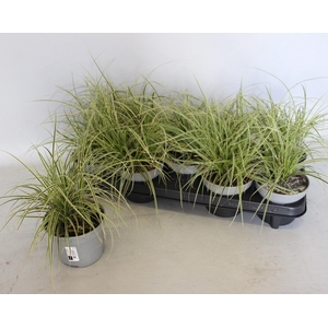 Overig 12 cm Carex brunnea Aureovariegata